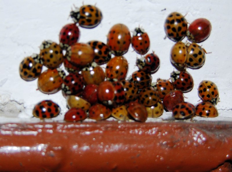 Coccinelle in casa Assembramento di Harmonia axyridis Natura